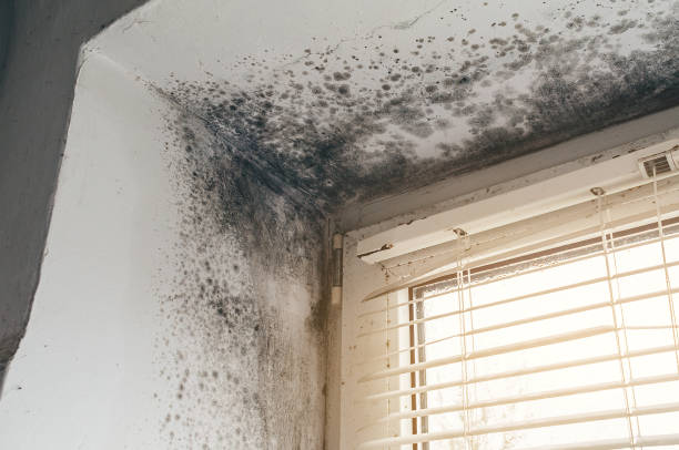 Affordable Mold Cleanup solutions in Loretto, PA
